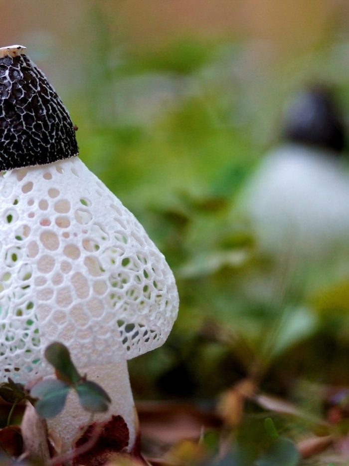 Dictyophora indusiata