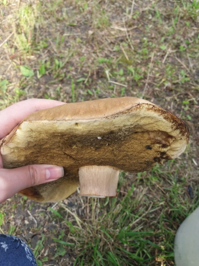 Млечник дубовый гриб