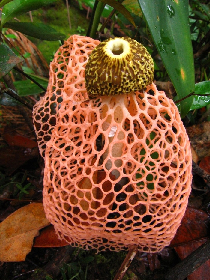 Сетконоска сдвоенная гриб