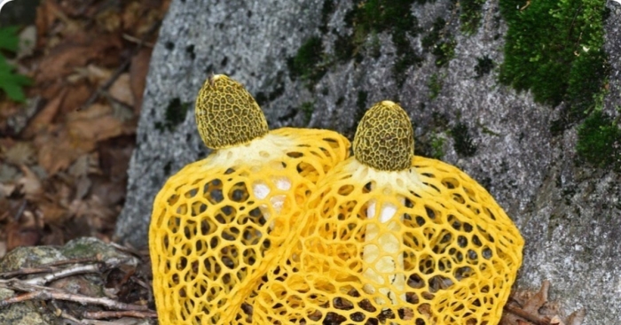 Сетконоска сдвоенная