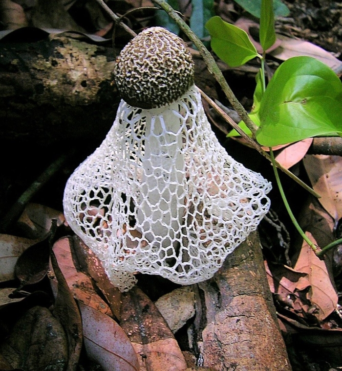 Гриб сетконоска