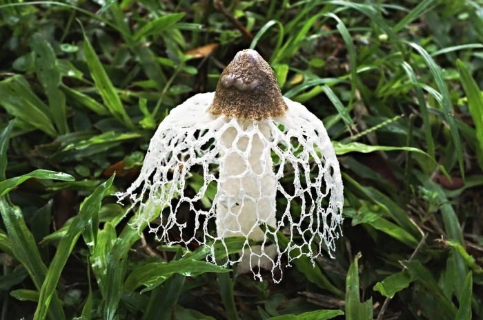 Гриб сетконоска