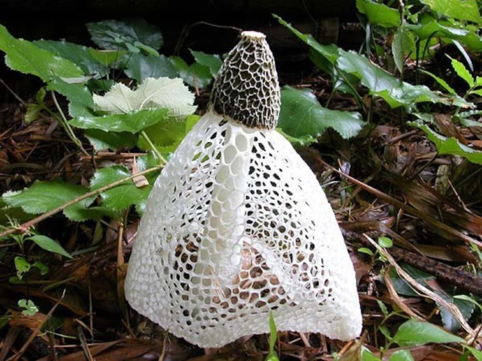 Сетконоска сдвоенная