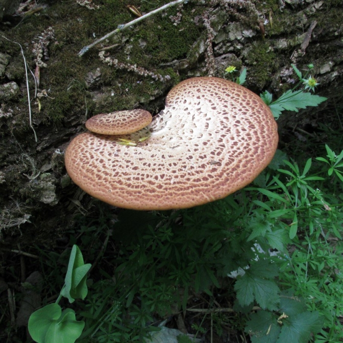 Трутовик чешуйчатый polyporus squamosus