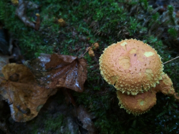 Ликогала древесинная