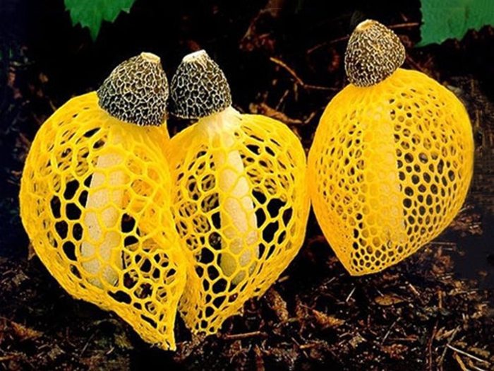 Диктиофора сдвоенная сетконоска