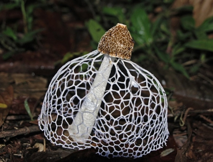 Диктиофора сдвоенная сетконоска