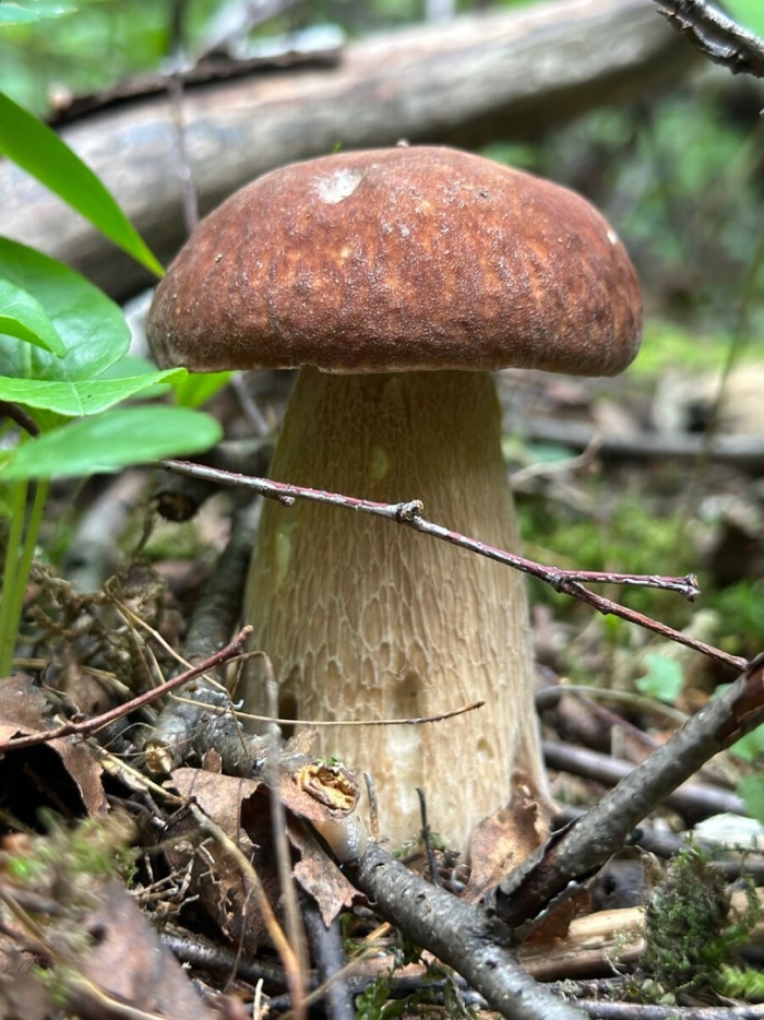 Боровик белый гриб