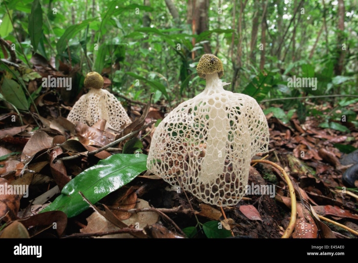Сетконоска сдвоенная гриб