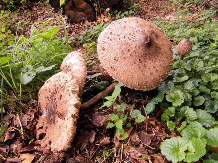 Macrolepiota procera гриб