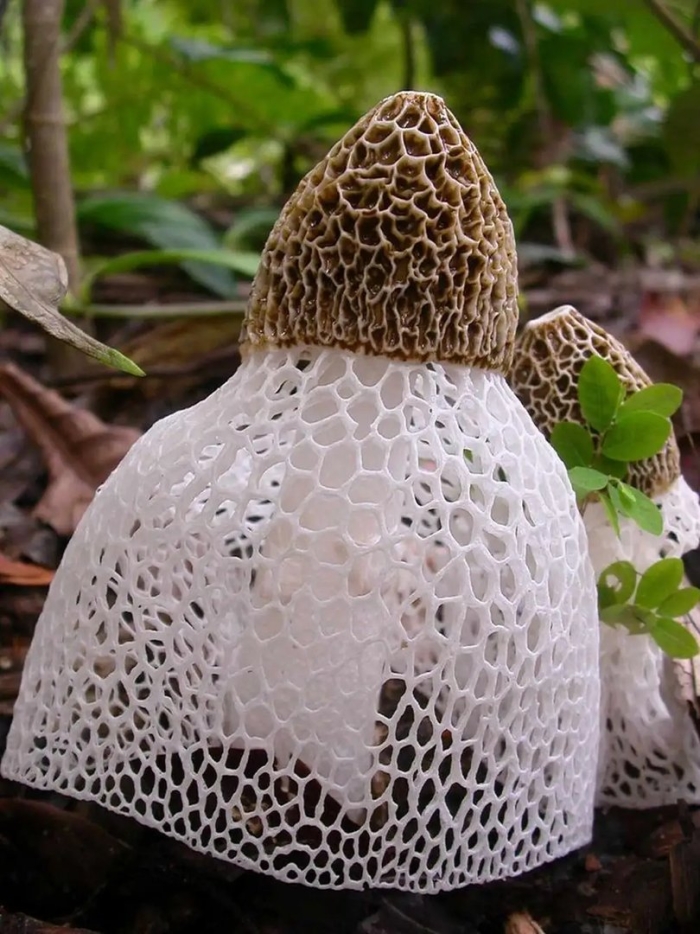 Необычные грибы