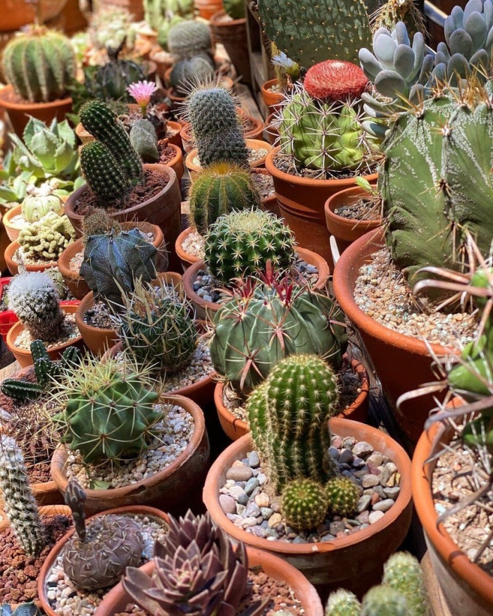 Какие бывают кактусы