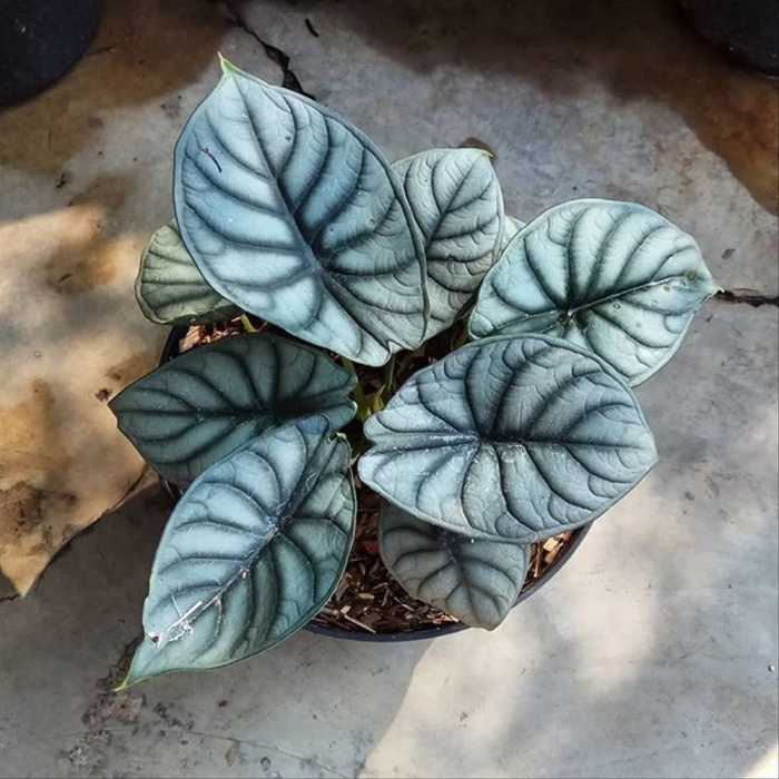 Алоказия сильвер