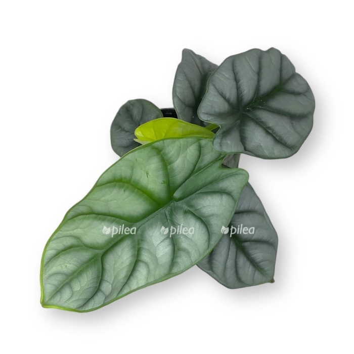 Алоказия багинда сильвер драгон