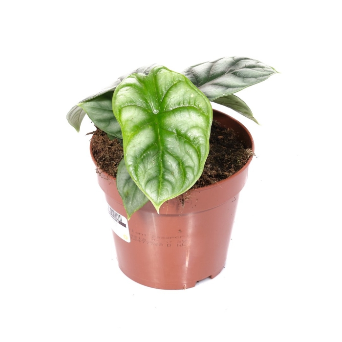 Алоказия лонгилоба сильвер