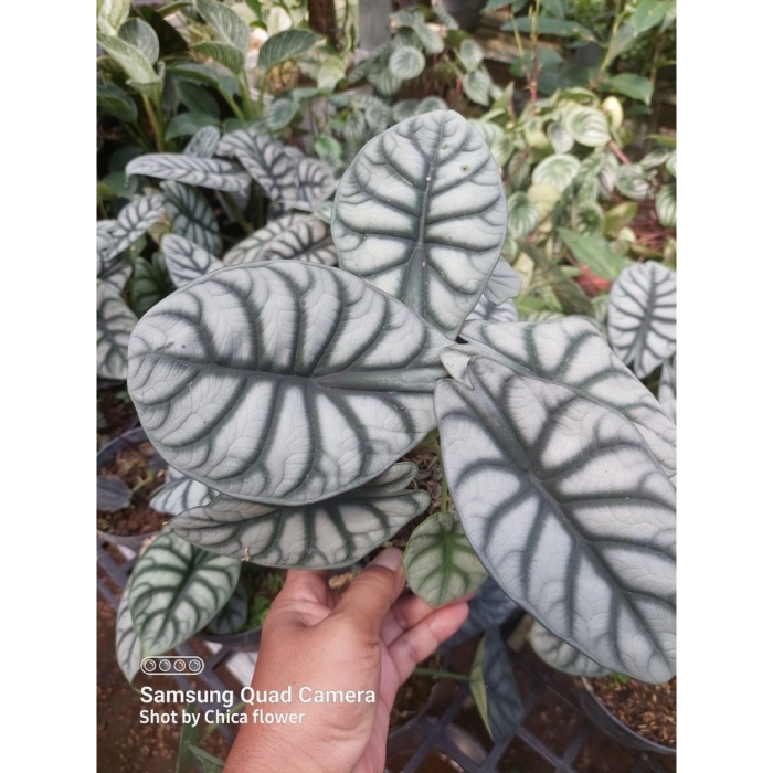 Алоказия сильвер дракон детка