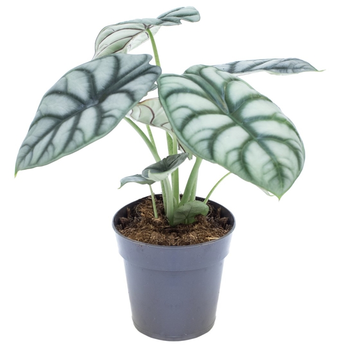 Алоказия silver dragon