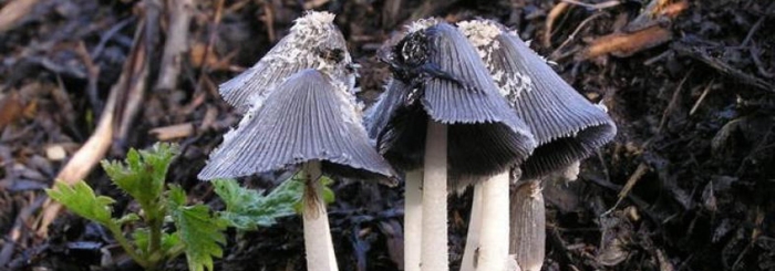 Навозник обыкновенный coprinopsis cinerea