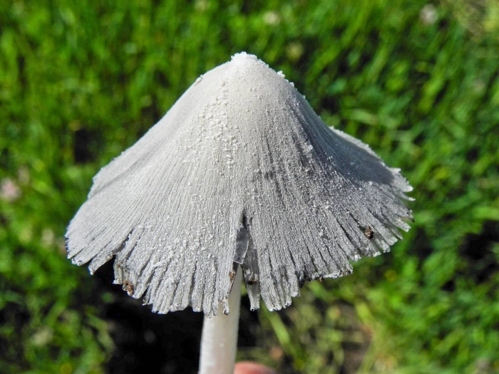 Coprinopsis lagopus