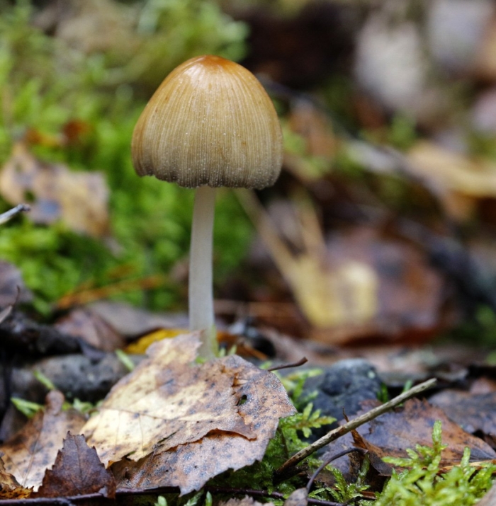 Навозник мерцающий гриб