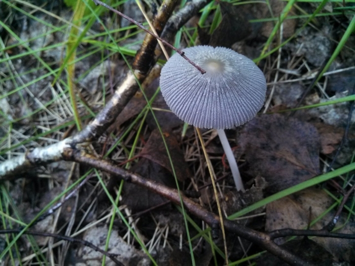 Навозник обыкновенный coprinopsis cinerea