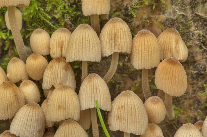 Навозник серый coprinus atramentarius