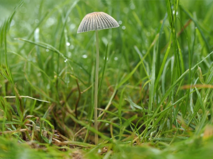 Природа растения