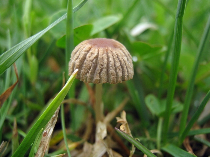 Coprinus plicatilis