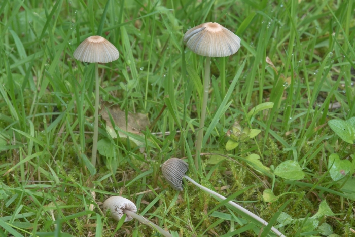 Навозник гриб складчатый