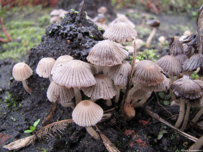 Навозник обыкновенный гриб