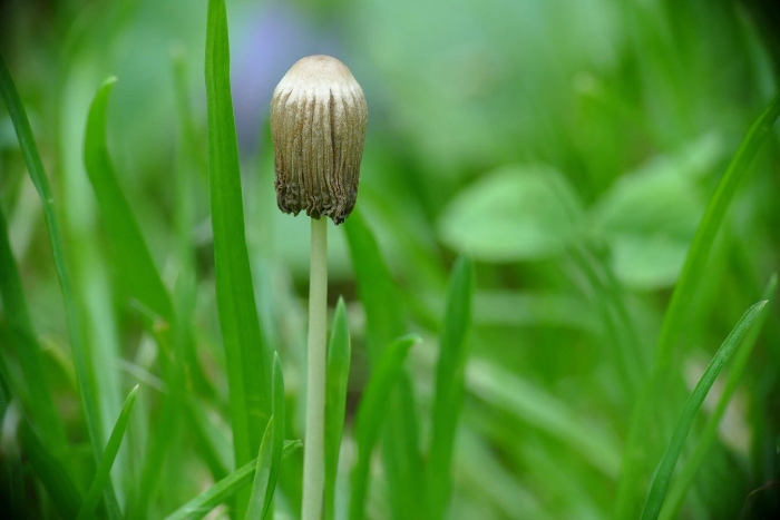 Навозник складчатый