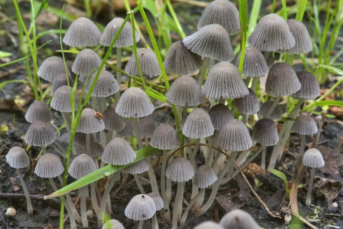Coprinellus disseminatus