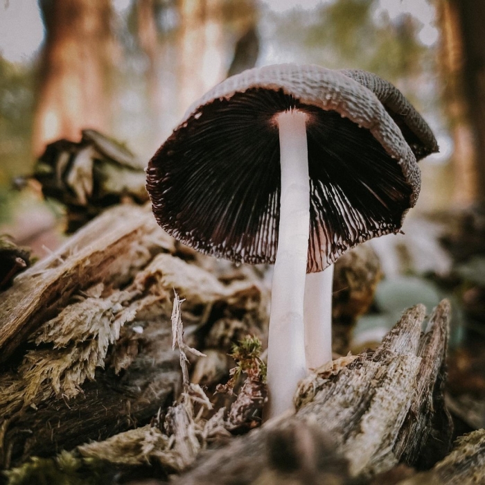 Навозник золотистый гриб