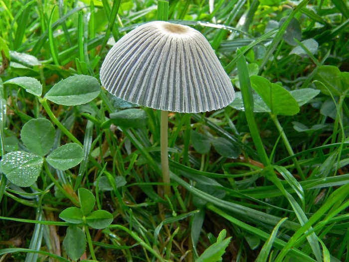 Навозник гриб складчатый