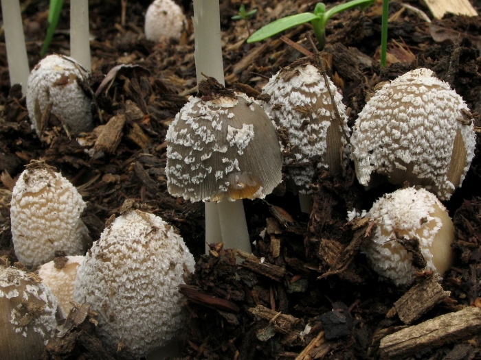Coprinellus flocculosus