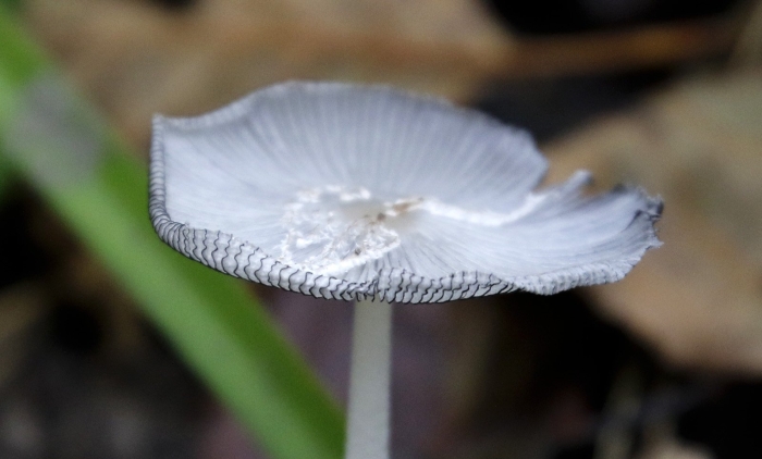 Навозник обыкновенный coprinopsis cinerea