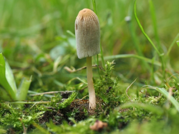 Навозник гриб складчатый