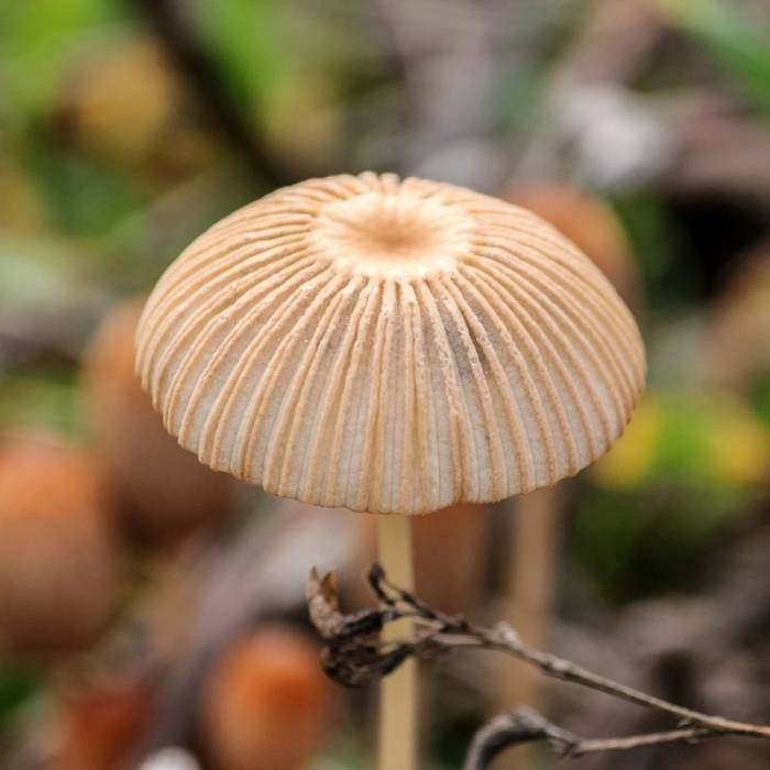 Навозник гриб складчатый