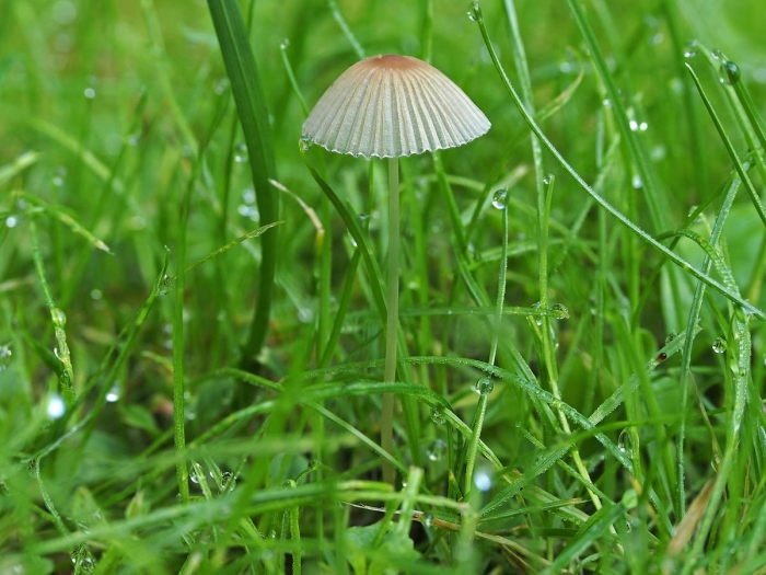 Гриб навозник