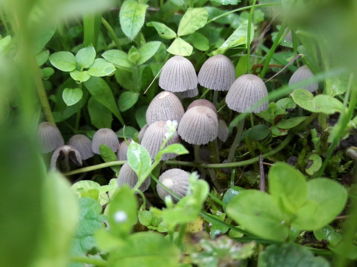 Навозник рассеянный coprinus disseminatus