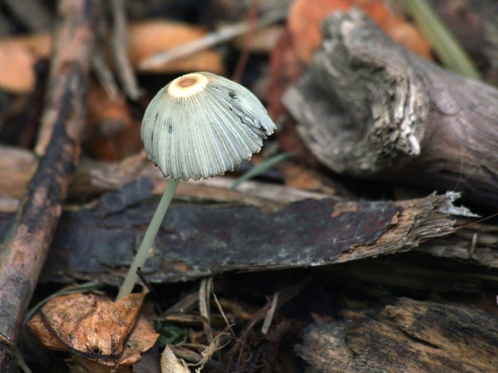 Навозник гриб складчатый