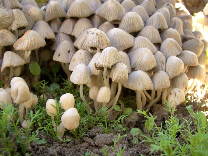 Гриб навозник поганка