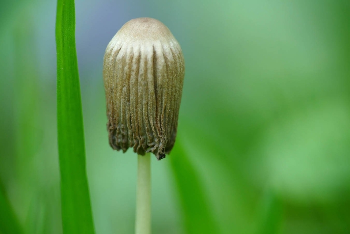 Навозник обыкновенный гриб