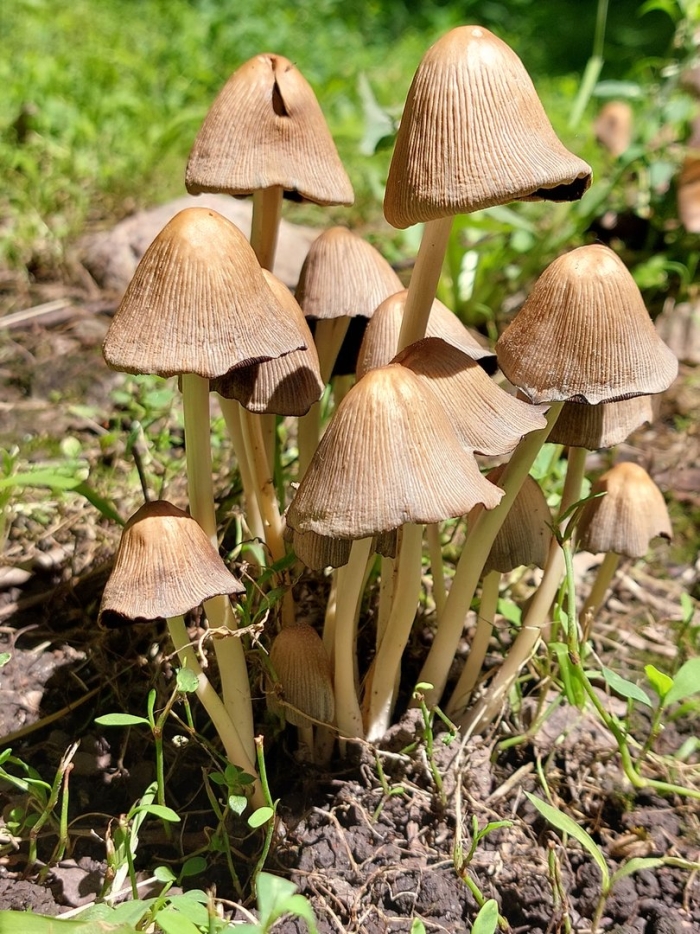 Навозник мерцающий