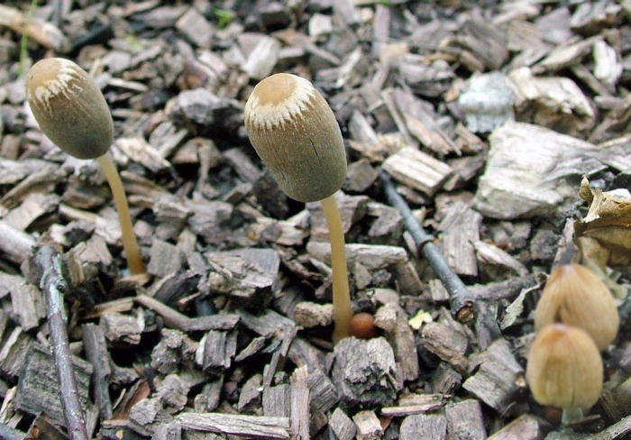 Навозник гладкоголовый