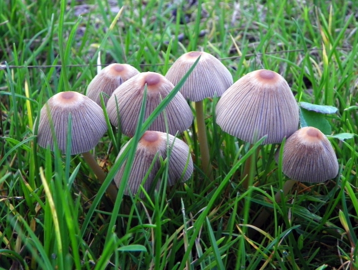 Навозник складчатый