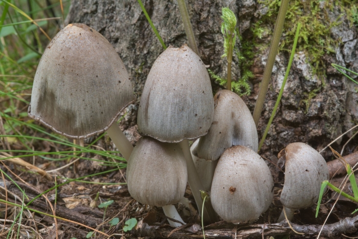 Навозник серый coprinus atramentarius