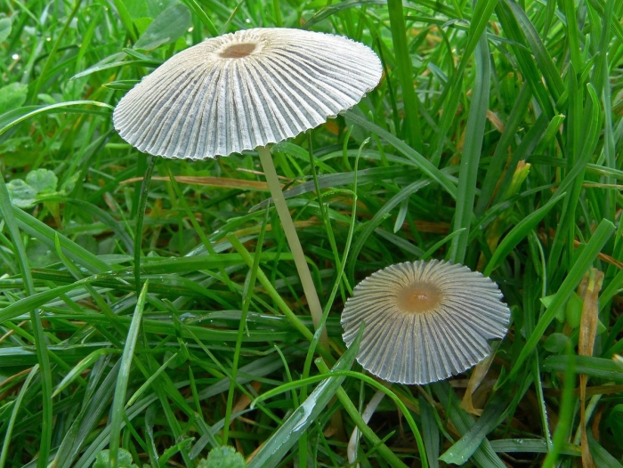 Навозник гриб