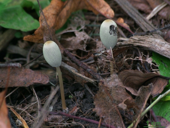 Навозник coprinus domesticus