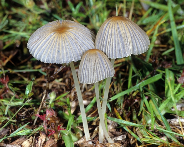 Навозник рассеянный coprinellus disseminatus
